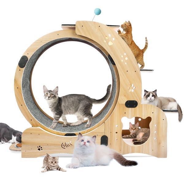 The Best Cat Wheel You Need Right Now