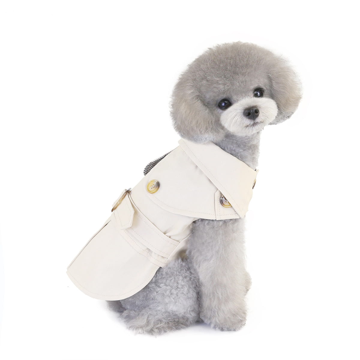 Gray Poodle in a cream coat showcasing the Three Color Windbreaker for trendy dog clothes.