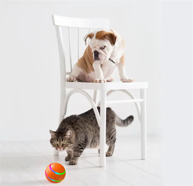 Bulldog on a chair with cat and Intelligent USB Cat Wicked Ball Toy for playtime fun