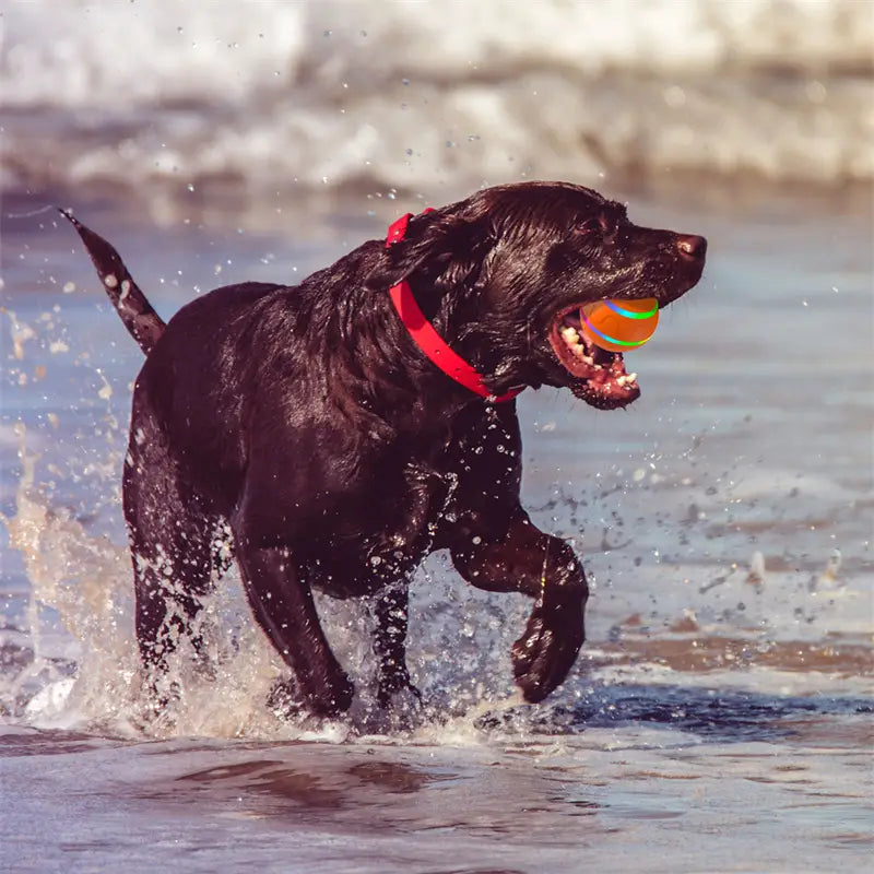 Energetic Chocolate Labrador playing with a cat Wicked Ball Toy for fun playtime.