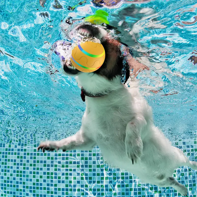 Dog swimming with a ball, showcasing the Intelligent USB Cat Wicked Ball Toy.