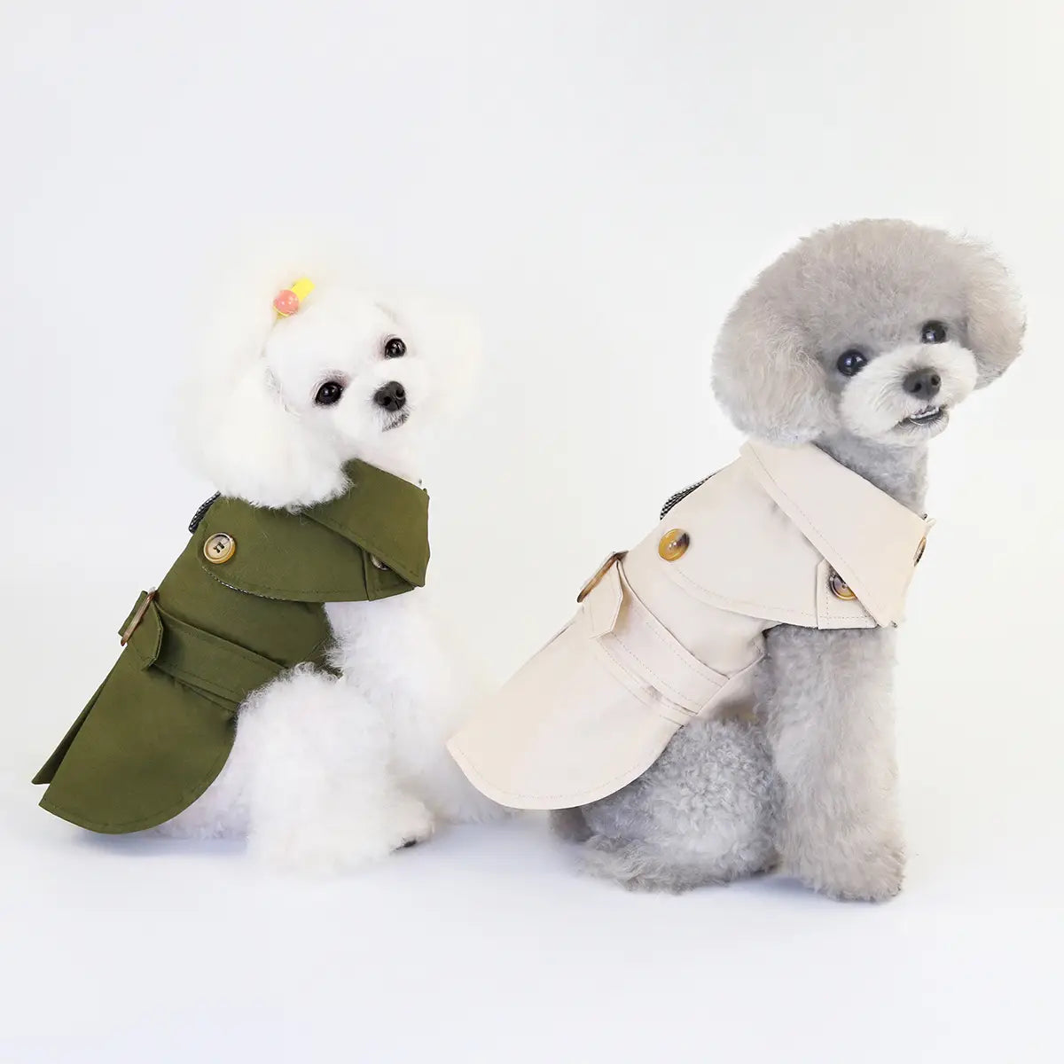 Two poodles in trench coats showcasing a trendy dog clothes three color windbreaker.