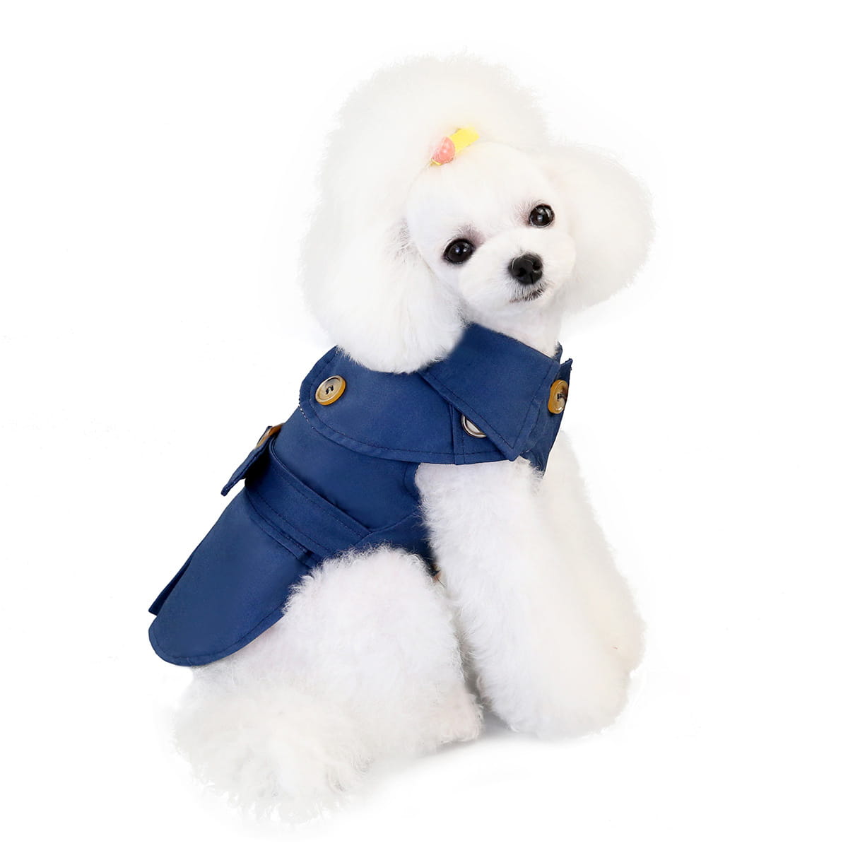 White Poodle in a Blue Coat wearing a Three Color Windbreaker for Trendy Dog Clothes