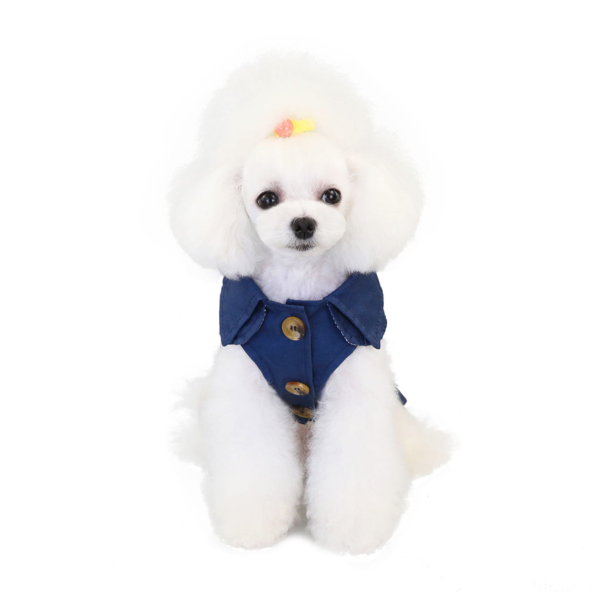 White Poodle in a blue button-up shirt showcasing trendy dog clothes with a three color windbreaker.