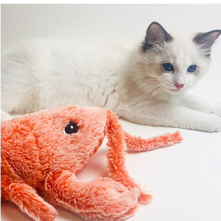 White kitten playing with Electric Jumping Shrimp USB Charging Simulation Lobster Plush Toy.