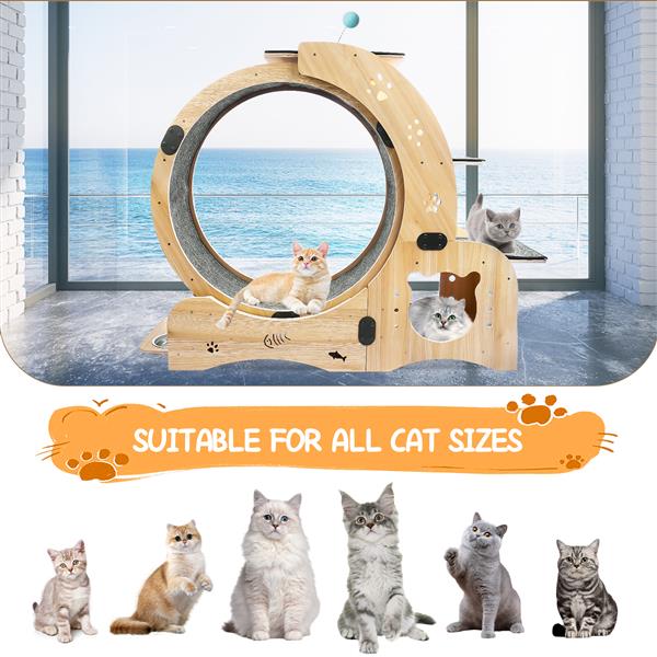 Cat Wheel 6-in-1 Cat Sports Wheel Upgraded Indoor Cat Wheel Sports Device