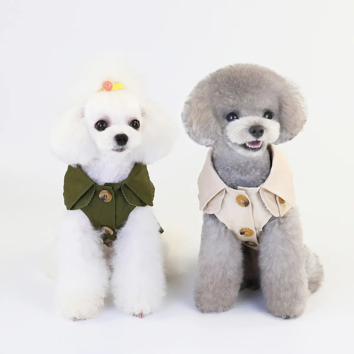 Two poodles in buttoned vests showcasing a Three Color Windbreaker for trendy dog clothes.