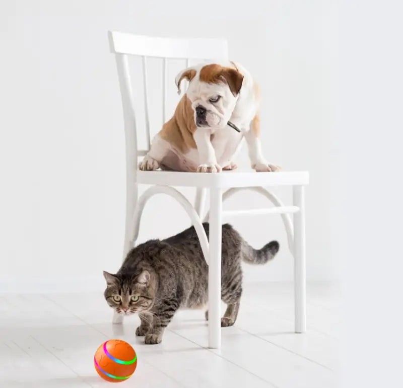 Bulldog on a chair with a cat playing with an Intelligent USB Cat Wicked Ball Toy