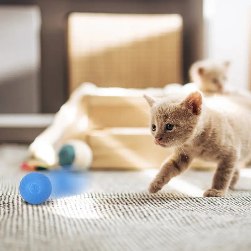 Playful kitten chasing a blue ball from the Motion Activated Interactive Cat Toy