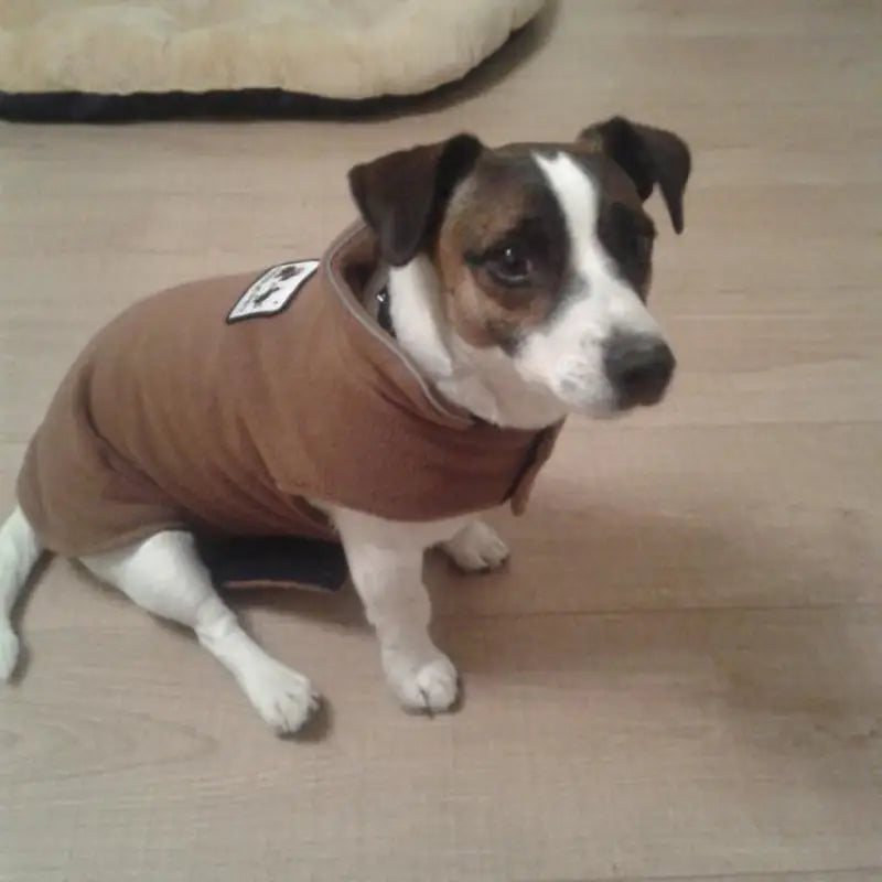 Dog in a brown jacket from Thickened Warm Pet Polar Fleece Vest for winter dog clothes