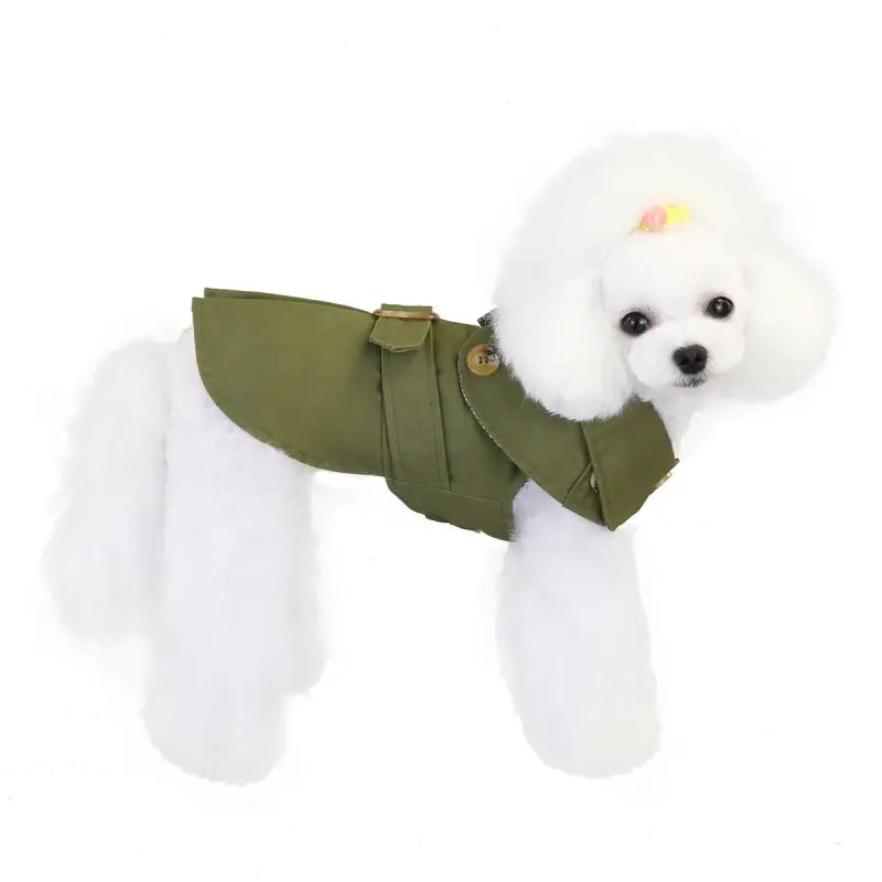 White Poodle in olive green jacket showcasing fashionable Three Color Windbreaker