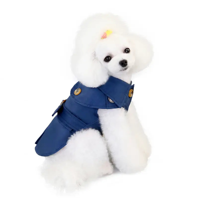 White Poodle in a blue coat from a trendy Three Color Windbreaker for stylish dogs